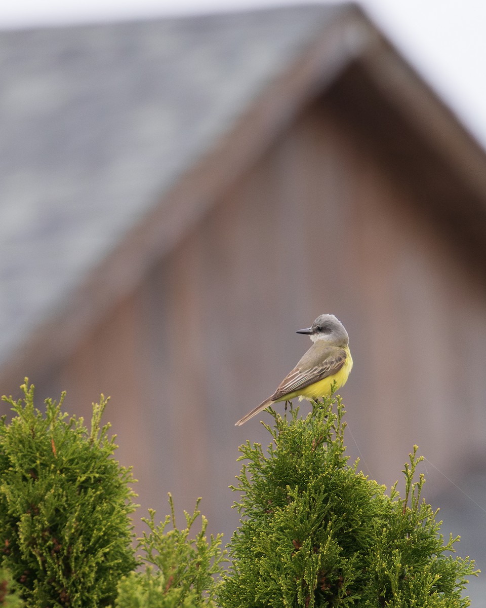 Tropical Kingbird - ML624727255