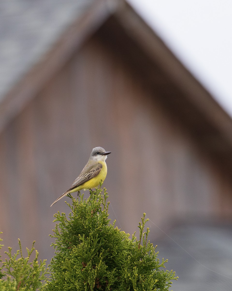 Tropical Kingbird - ML624727256