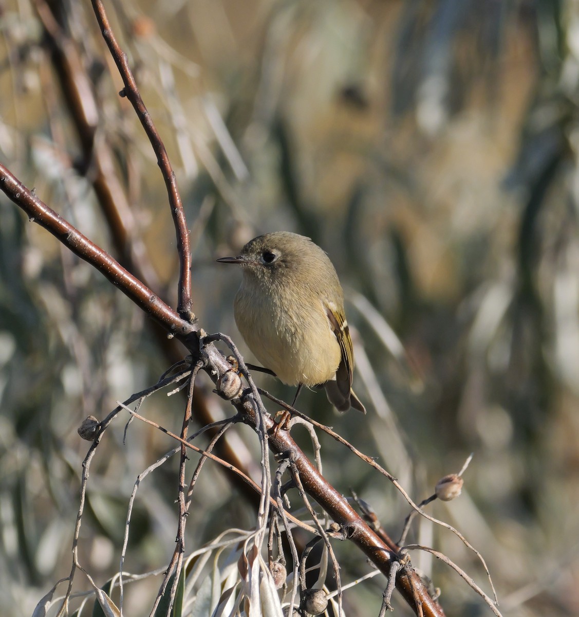 Rubingoldhähnchen - ML624727400