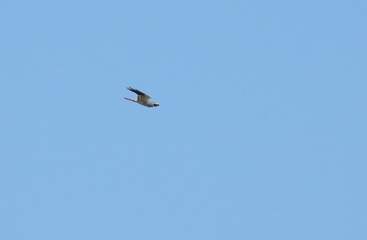 Montagu's Harrier - ML624727660