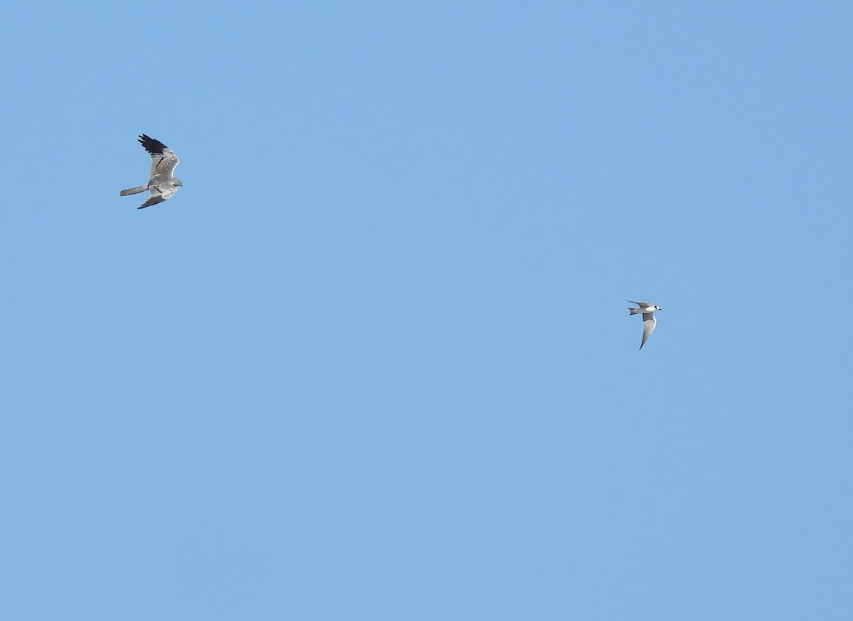 Montagu's Harrier - ML624727661