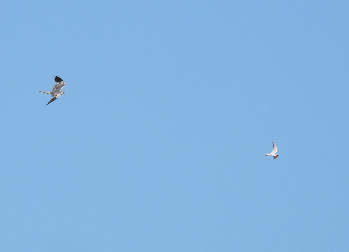 Montagu's Harrier - ML624727663