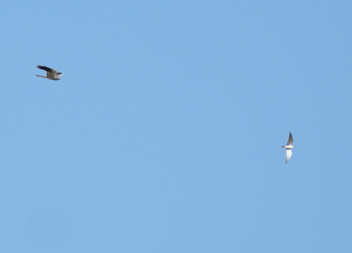 Montagu's Harrier - ML624727664