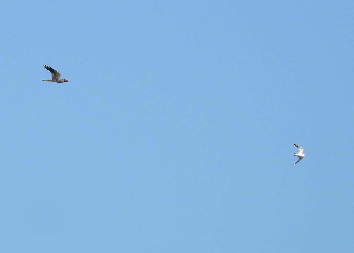 Montagu's Harrier - ML624727665