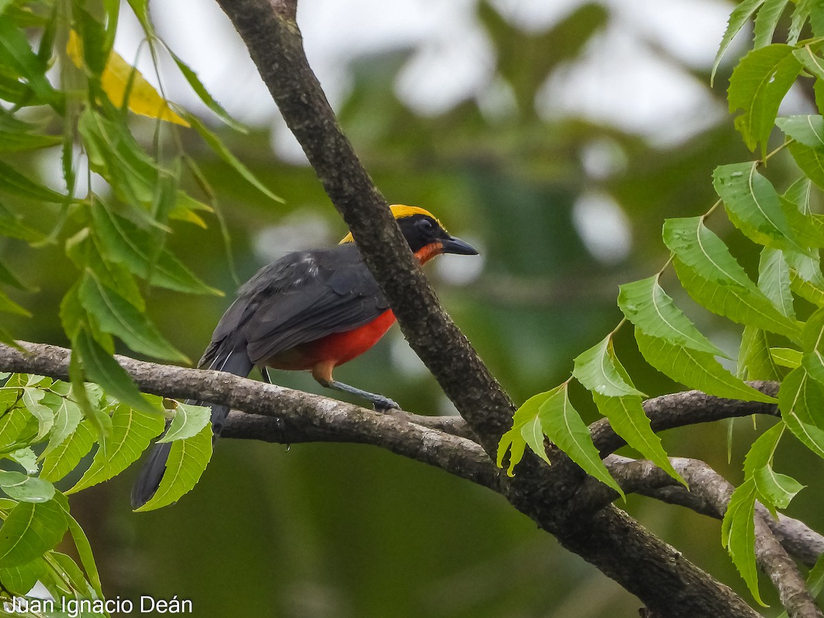 Yellow-crowned Gonolek - Juan I. Deán