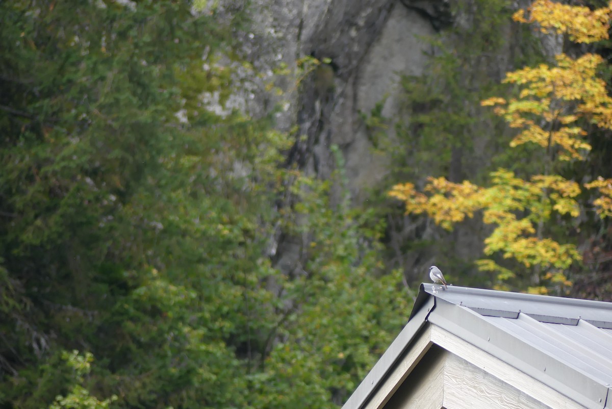 Black Redstart - ML624728046