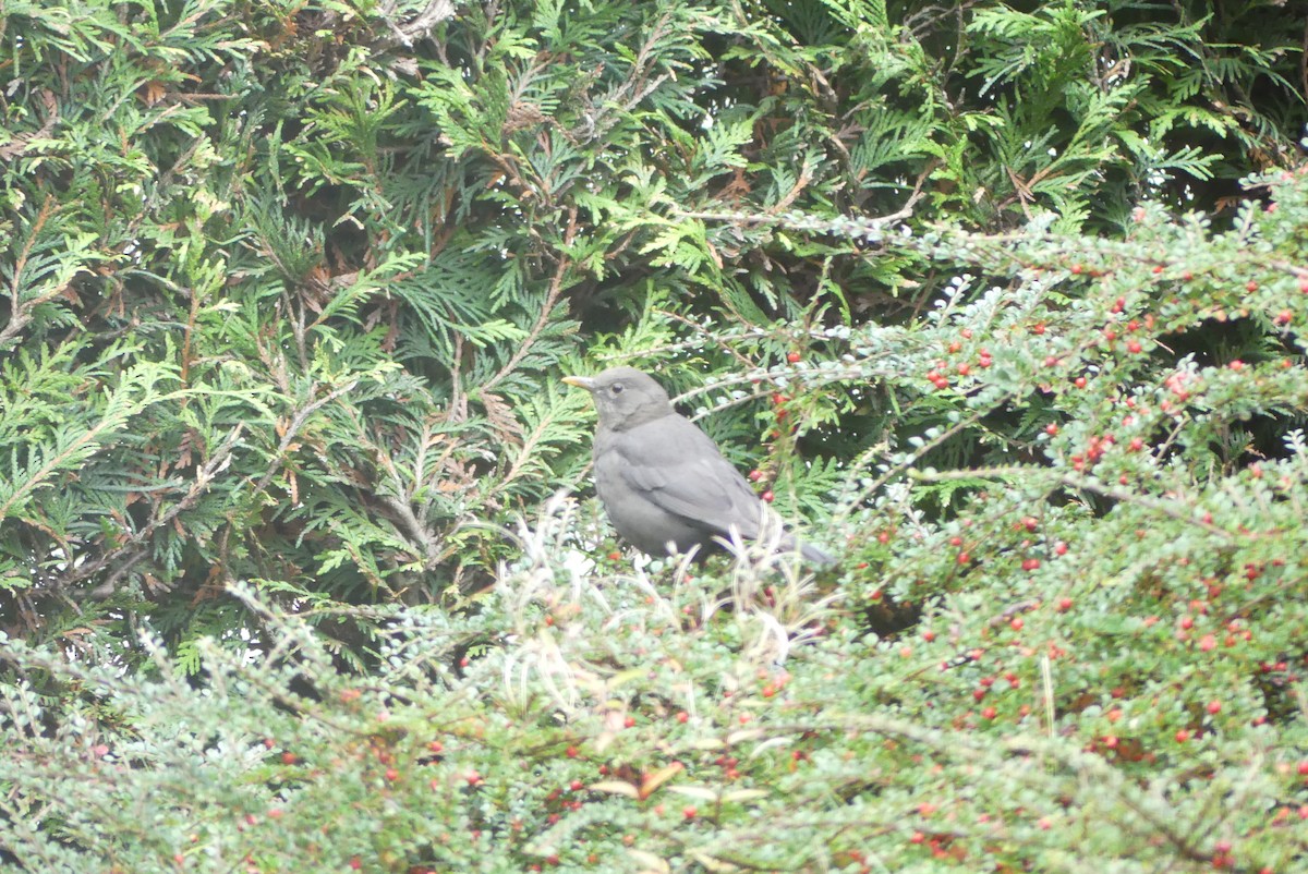 Eurasian Blackbird - ML624728086