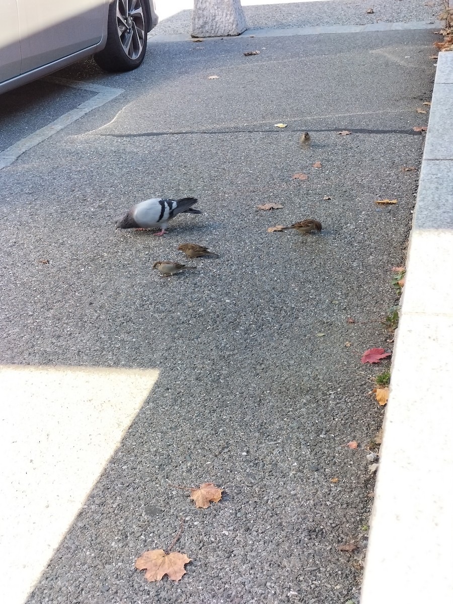 House Sparrow - ML624728211