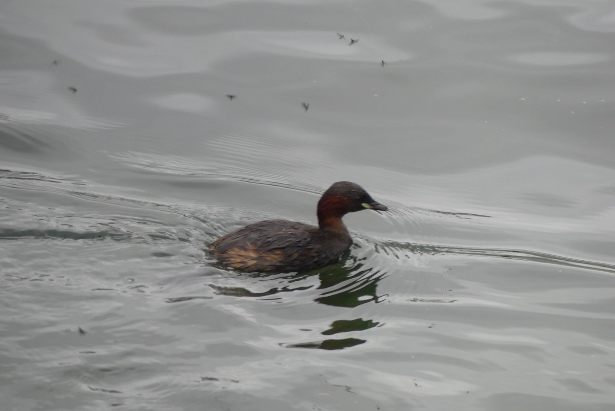 Little Grebe - ML624728234