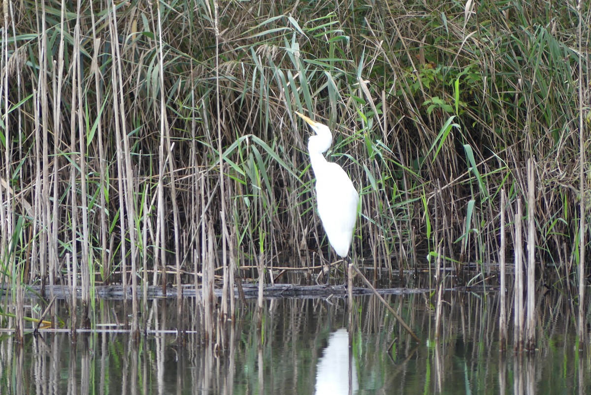 Great Egret - ML624728276