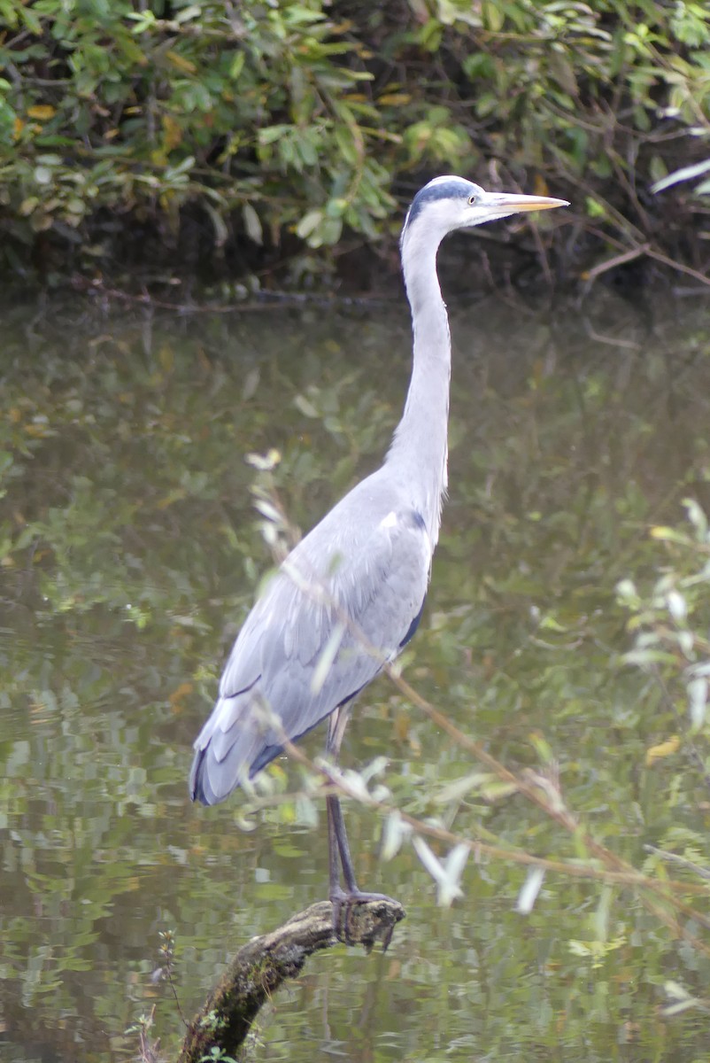 Gray Heron - ML624728283