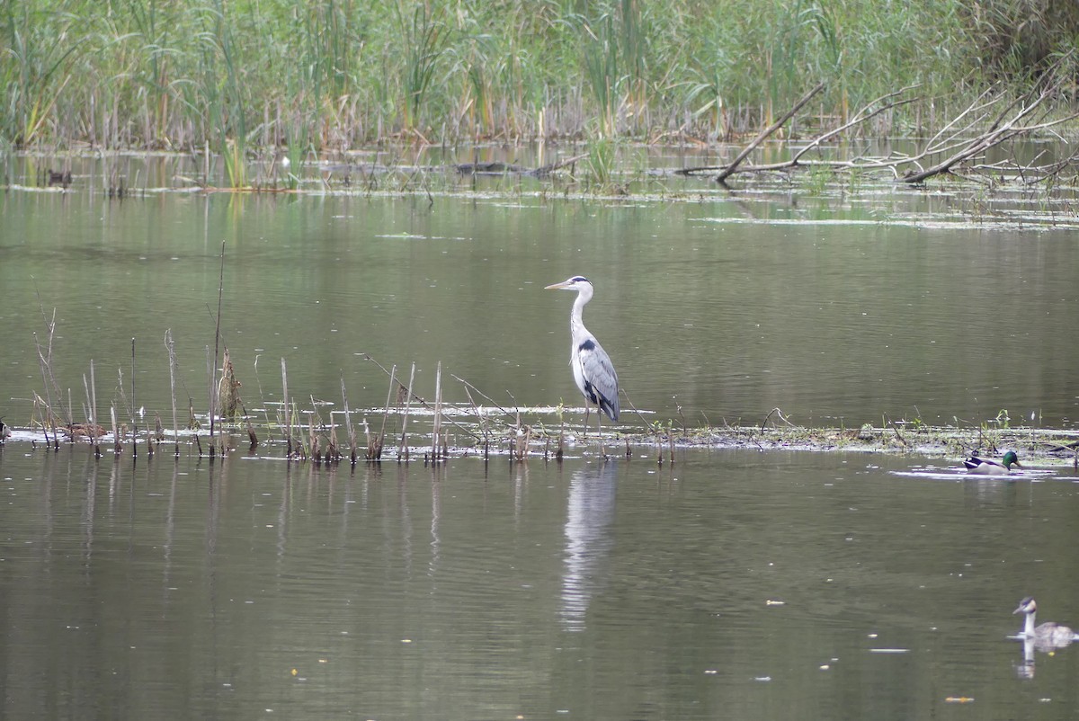 Gray Heron - ML624728284
