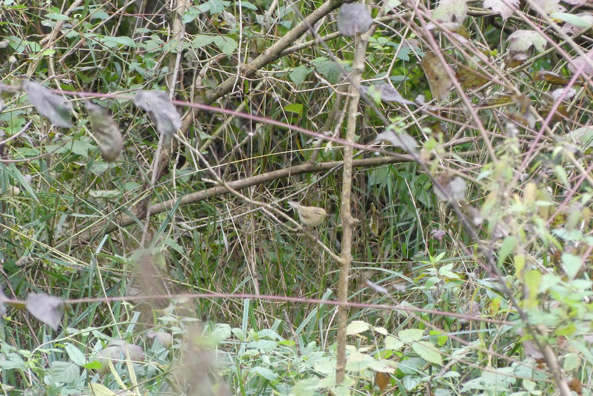 Common Chiffchaff (Common) - ML624728290