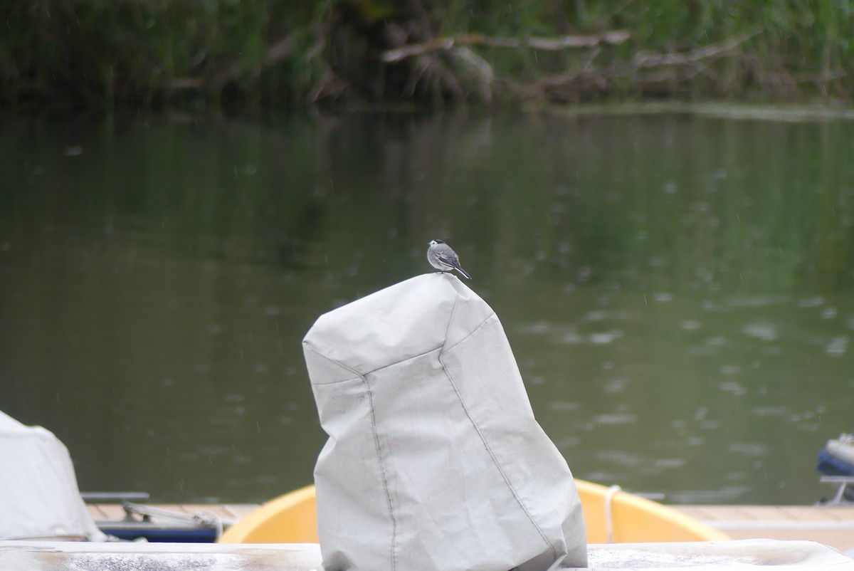 White Wagtail - ML624728294