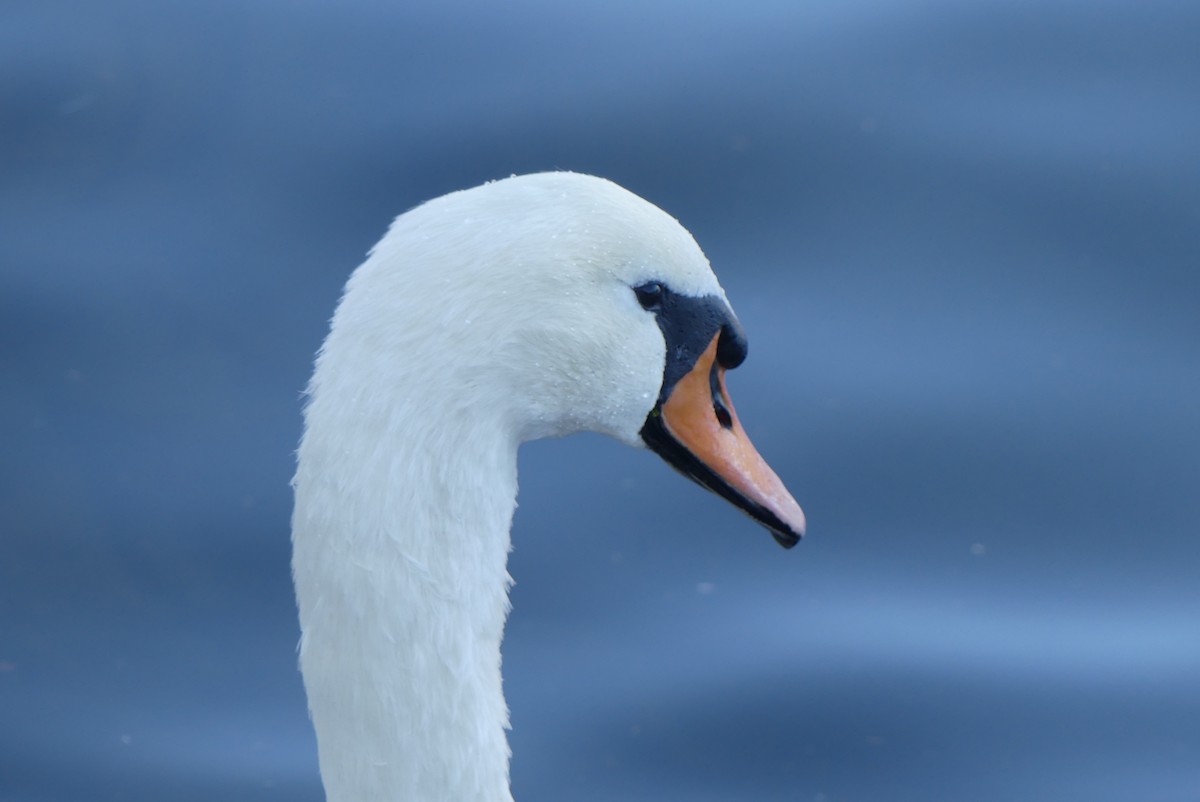 Mute Swan - ML624728328