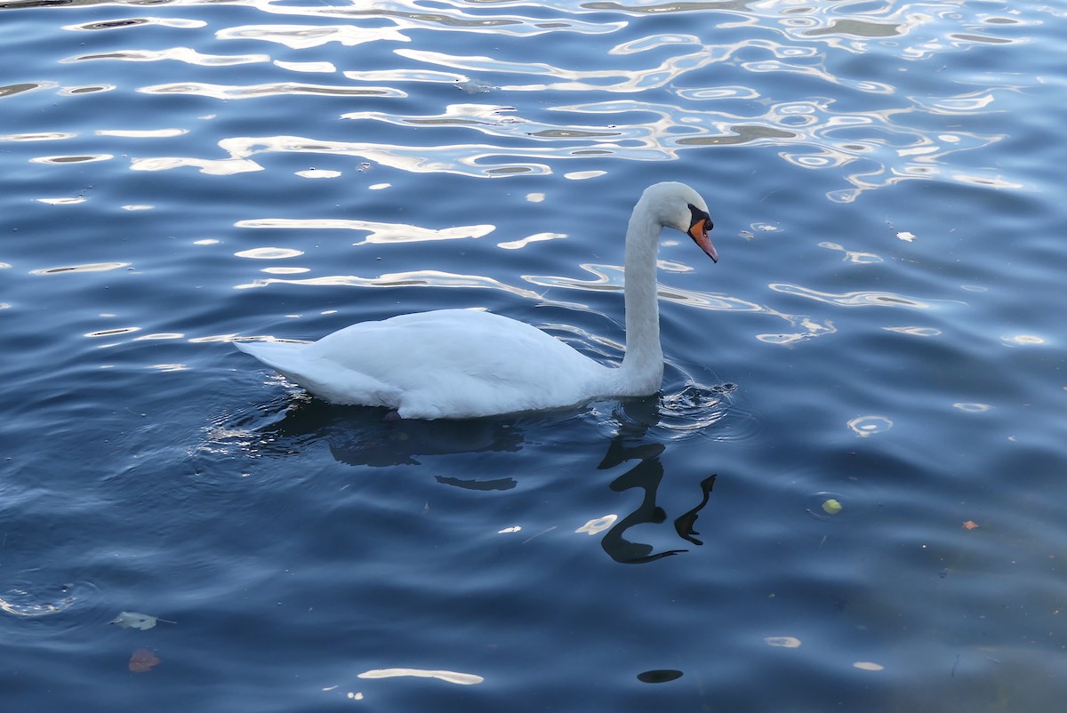 Mute Swan - ML624728329