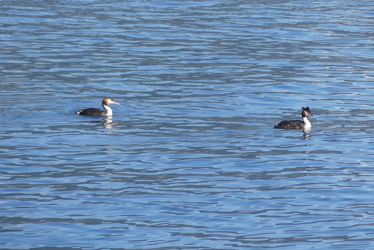 Great Crested Grebe - ML624728339