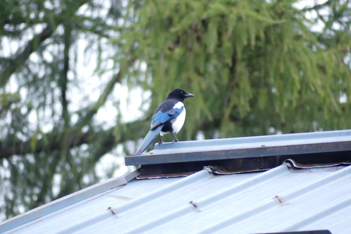 Eurasian Magpie (Eurasian) - ML624728488