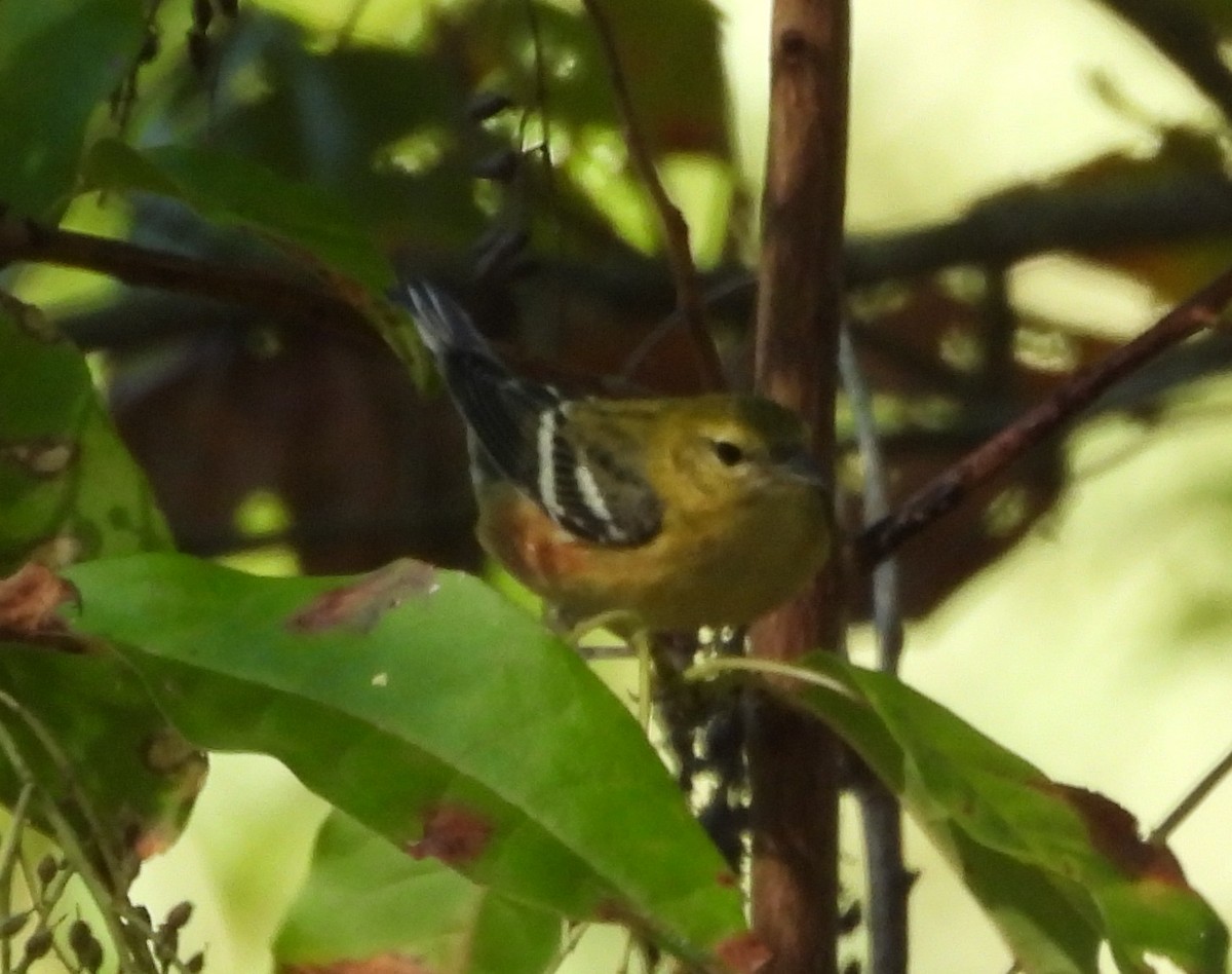 Braunkehl-Waldsänger - ML624728497