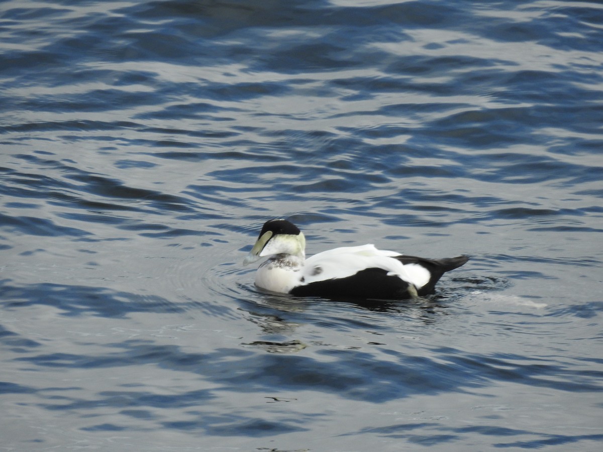 Common Eider - ML624728603