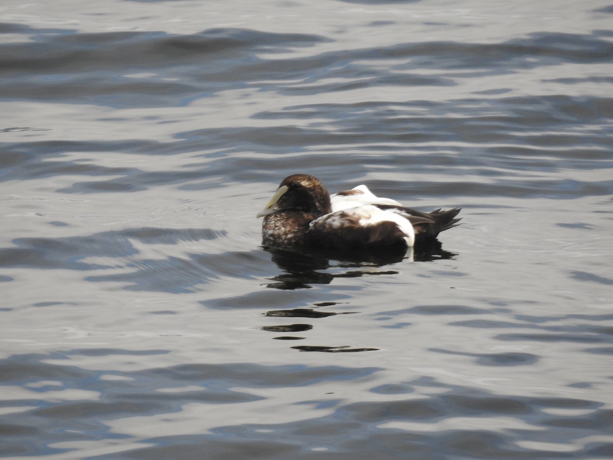 Common Eider - ML624728604