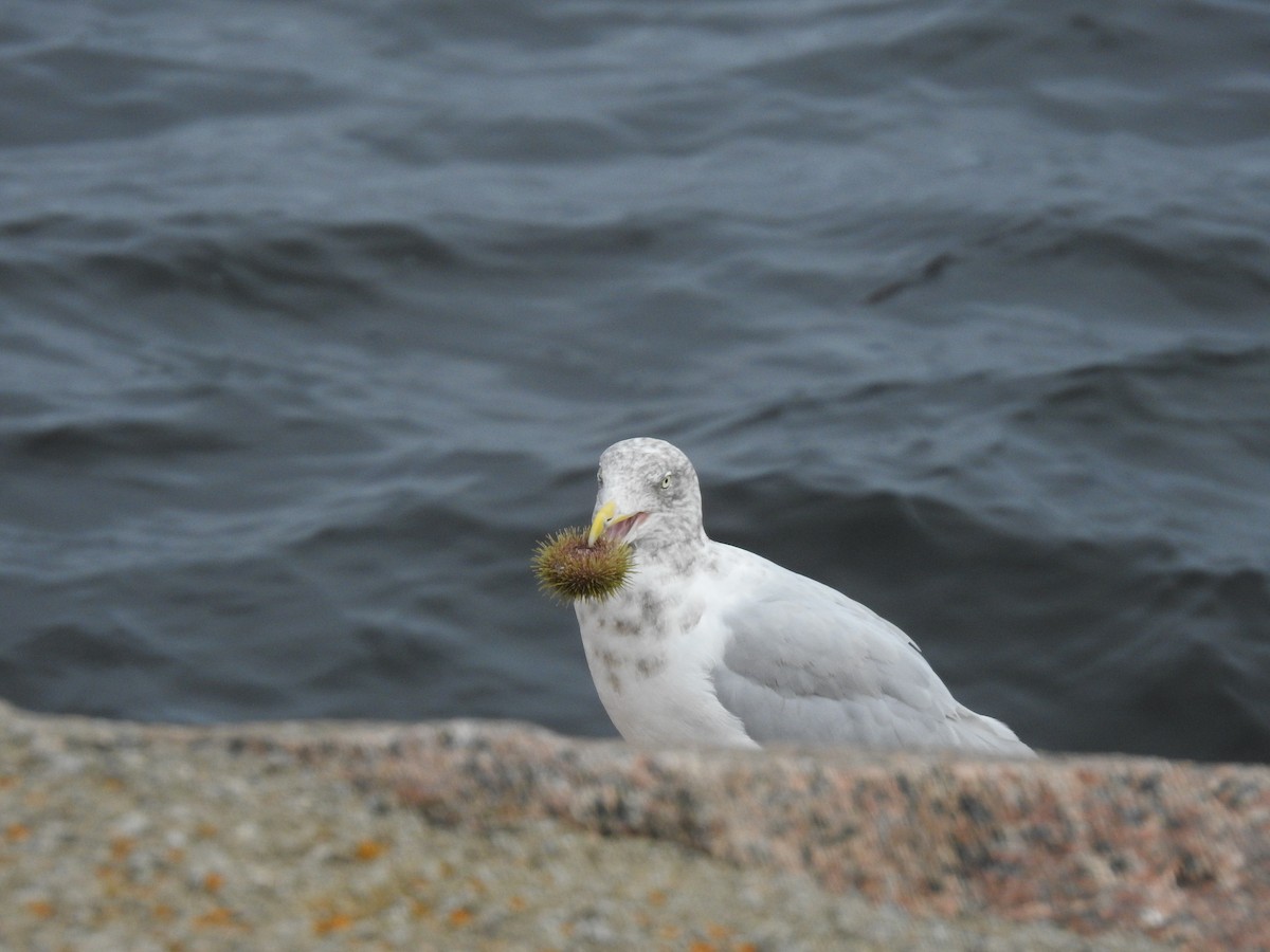 American Herring Gull - ML624728799