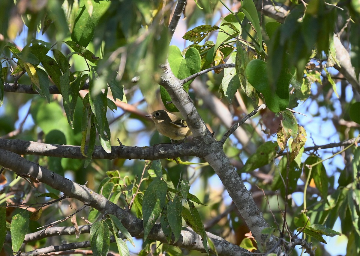 Ruby-crowned Kinglet - ML624728804