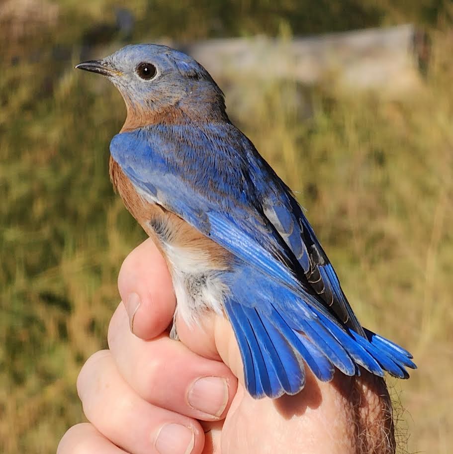 Eastern Bluebird - Nancy Cox