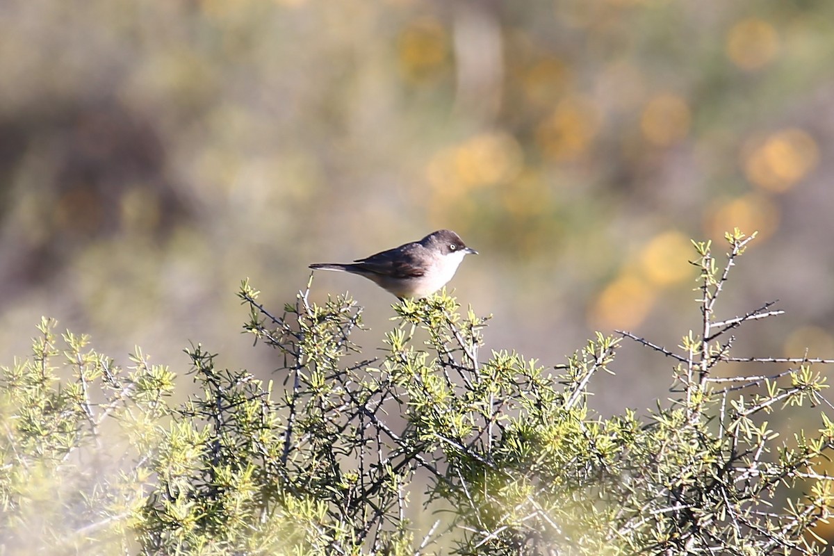 Western Orphean Warbler - ML624729093