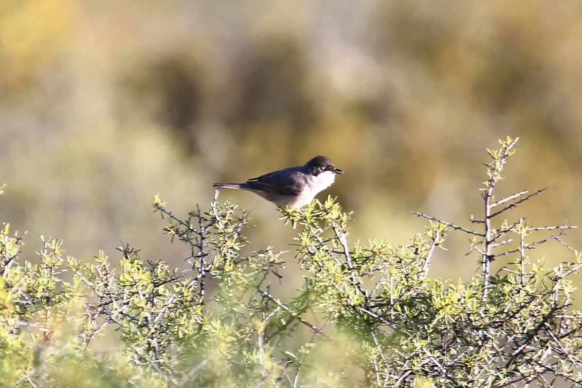 Western Orphean Warbler - ML624729123