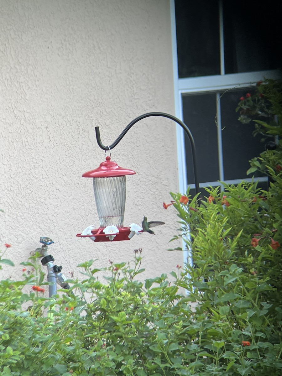 Broad-billed Hummingbird - ML624729190