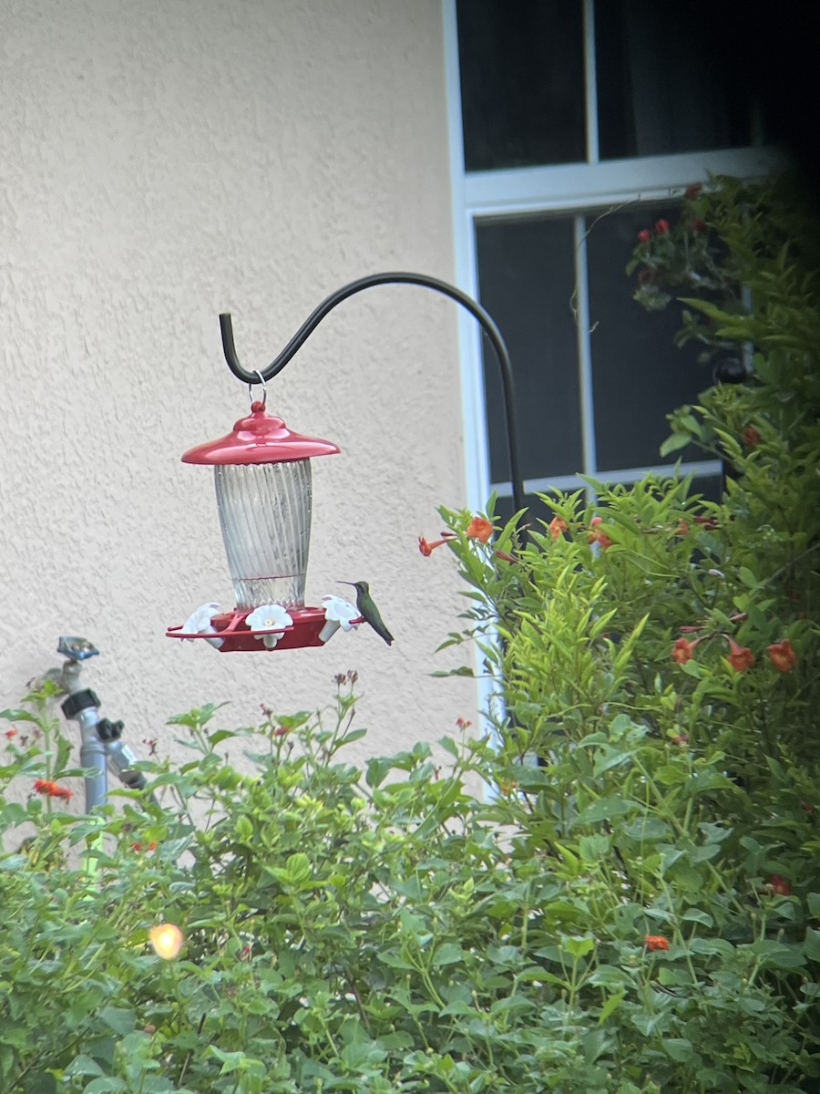 Broad-billed Hummingbird - ML624729191