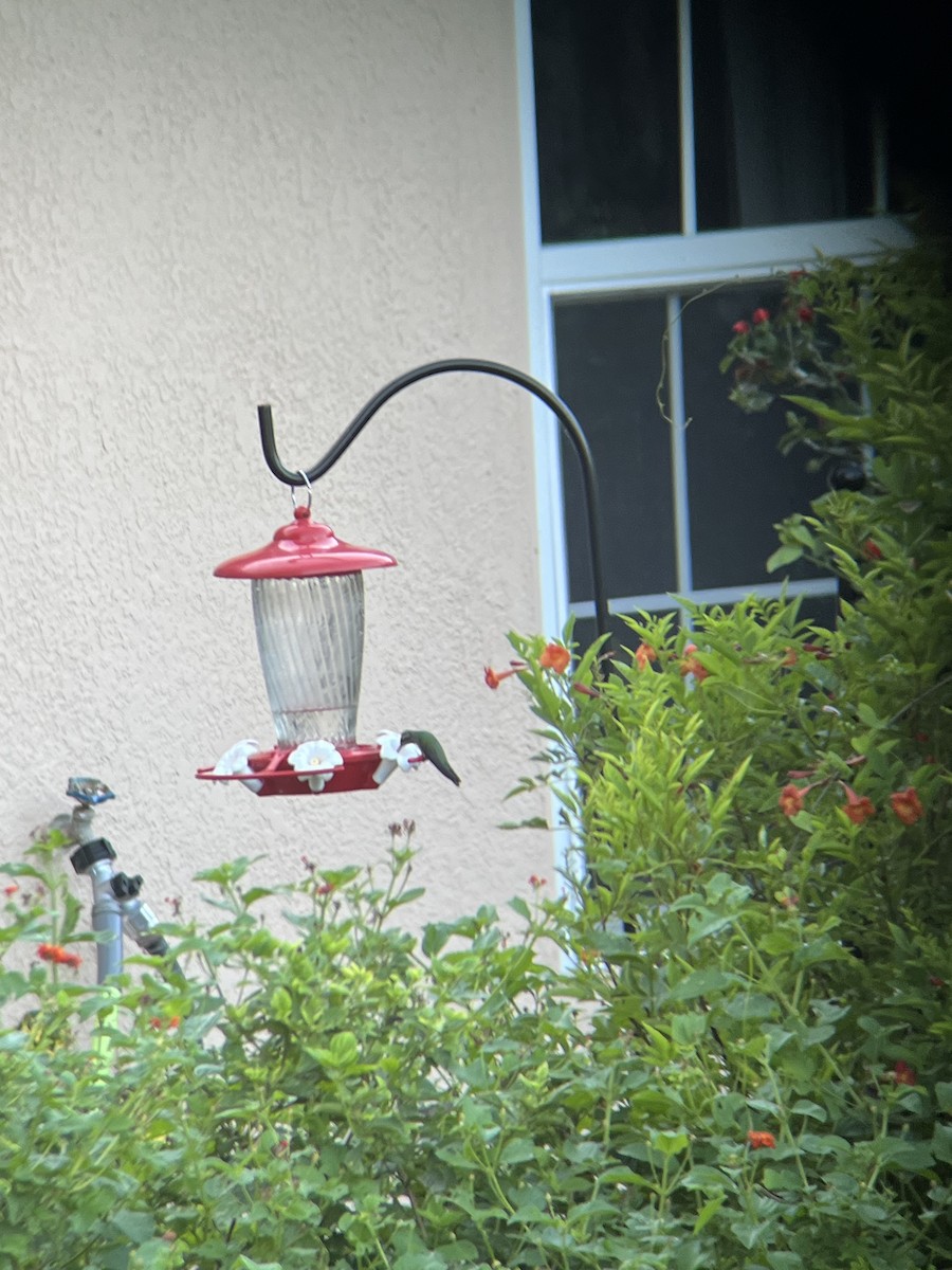 Broad-billed Hummingbird - ML624729192