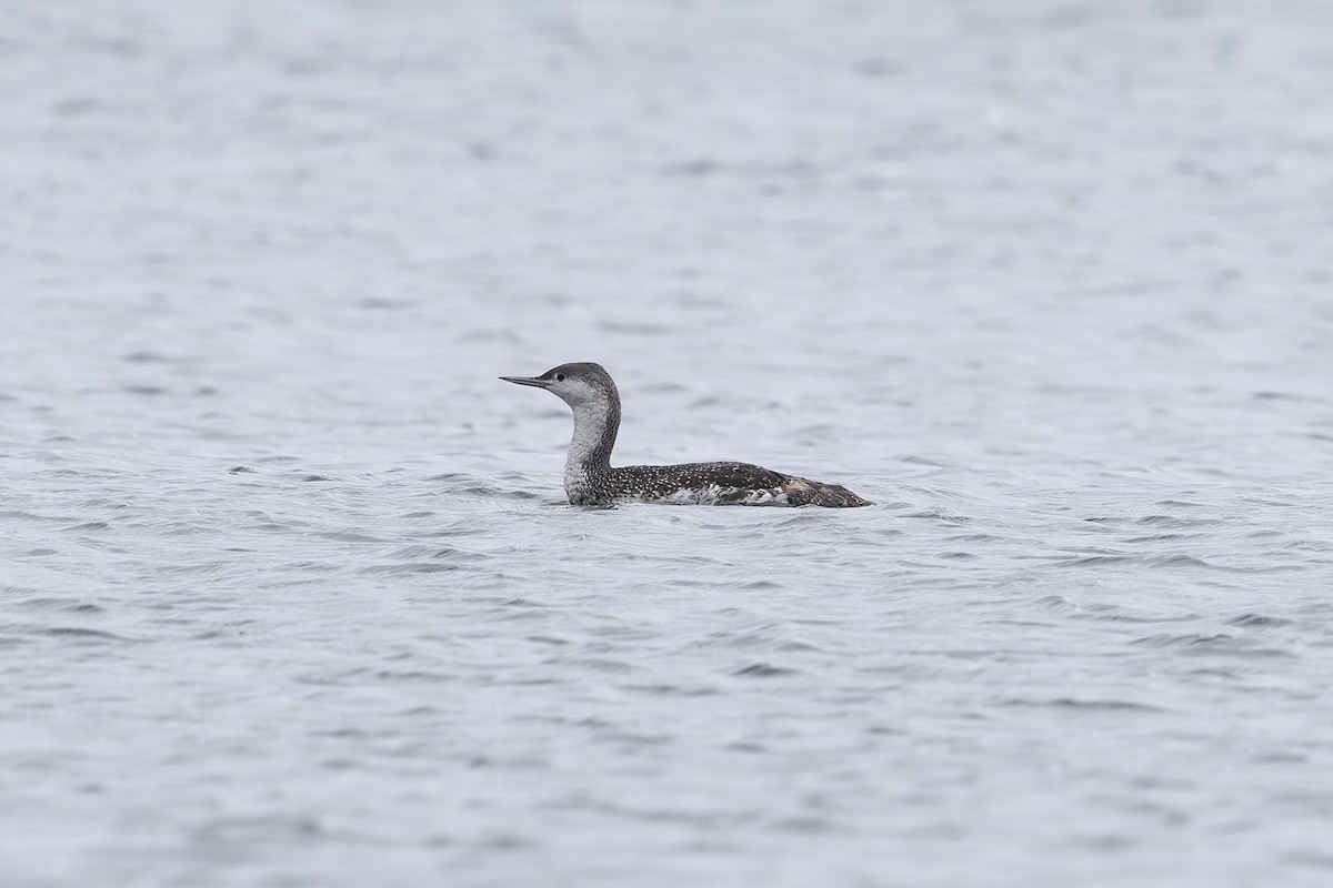 Red-throated Loon - ML624729223
