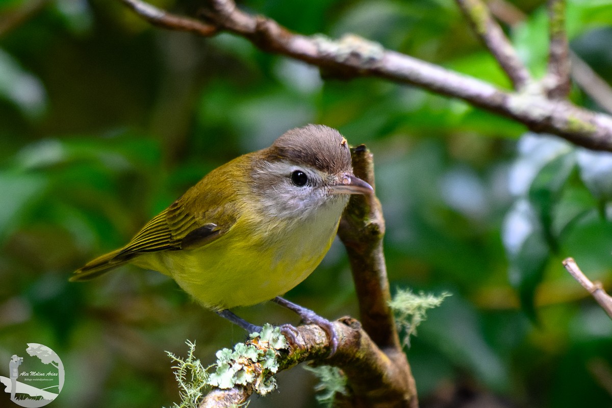 Brown-capped Vireo - ML624729402