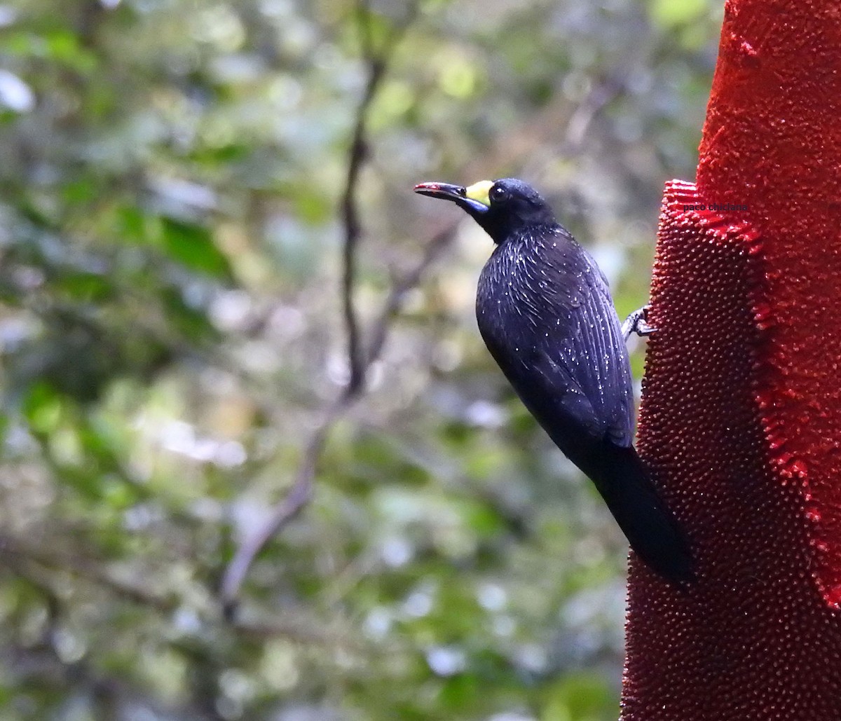 Long-tailed Paradigalla - ML624729564