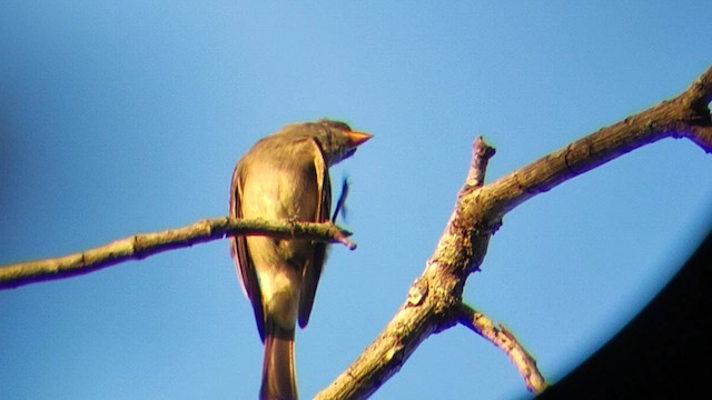 Southern Tropical Pewee - ML624729718