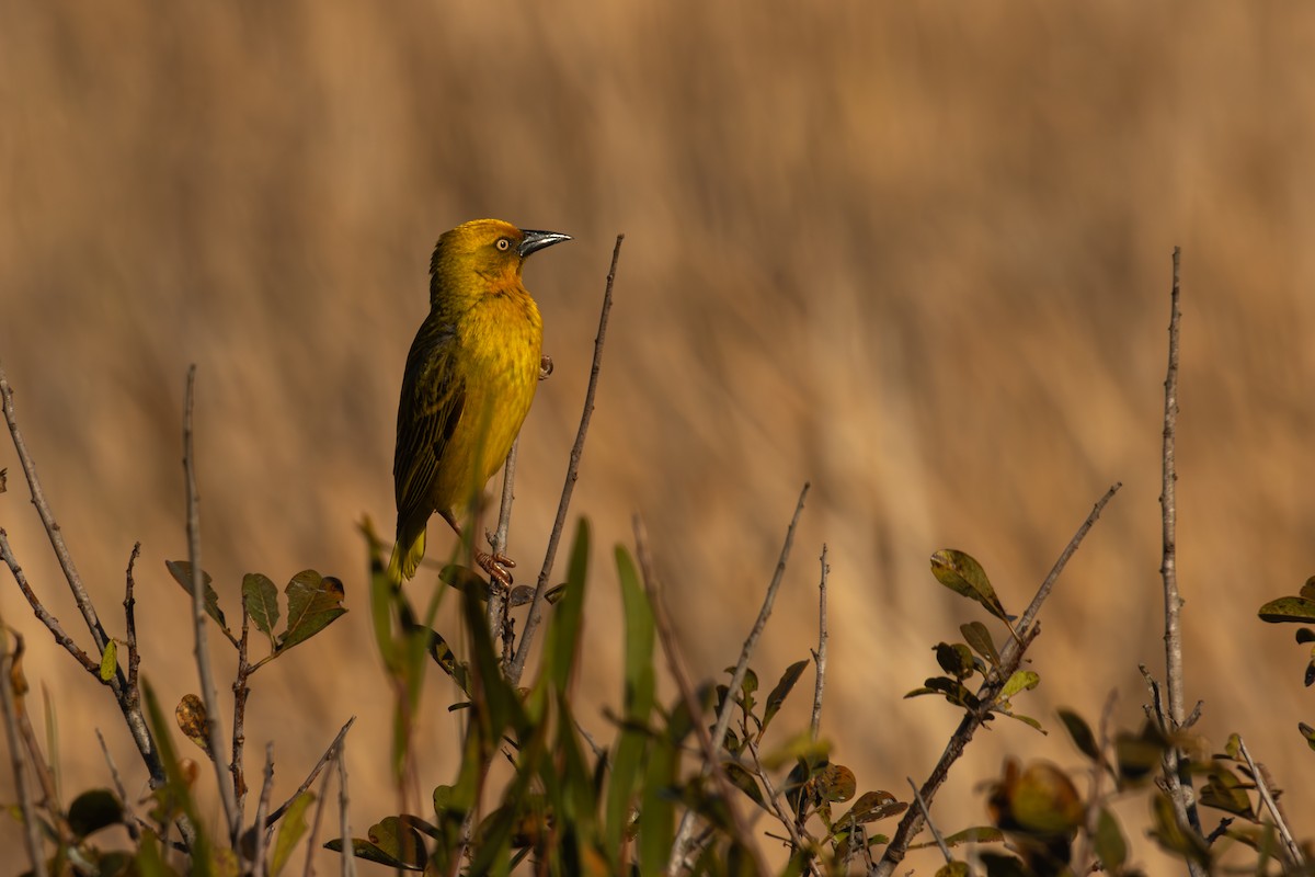 Cape Weaver - Antonio Rodriguez-Sinovas