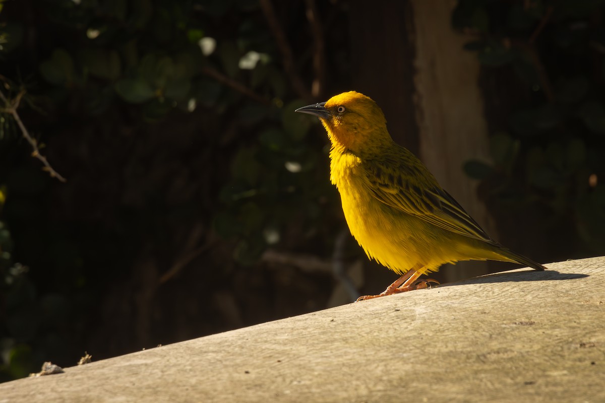 Cape Weaver - ML624729765