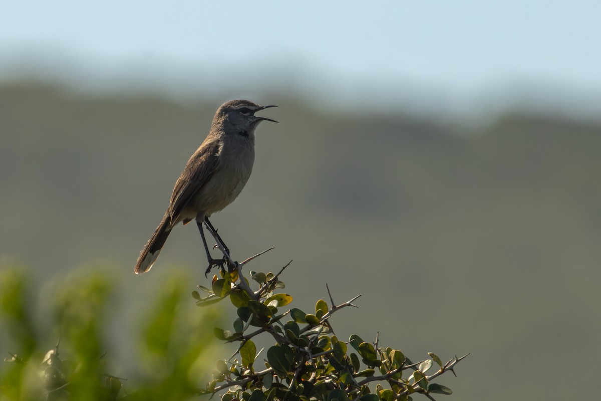 Karoo Scrub-Robin - Antonio Rodriguez-Sinovas