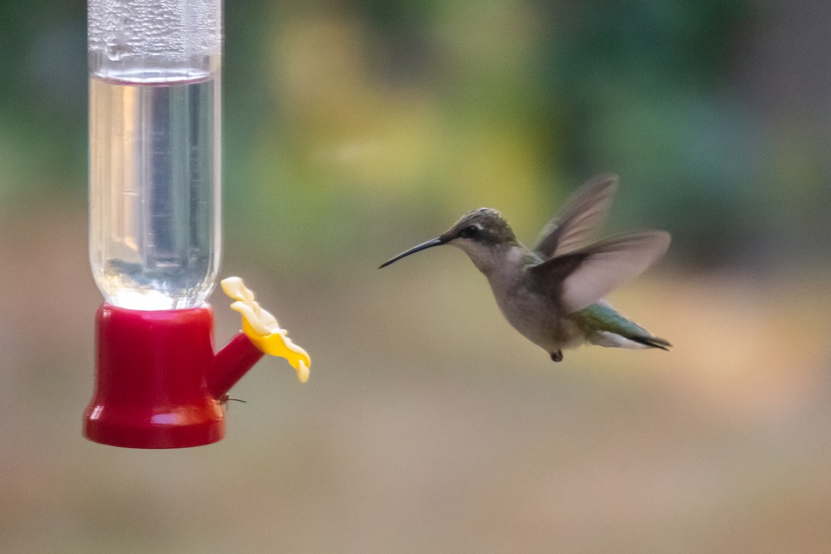 Ruby-throated Hummingbird - ML624729868