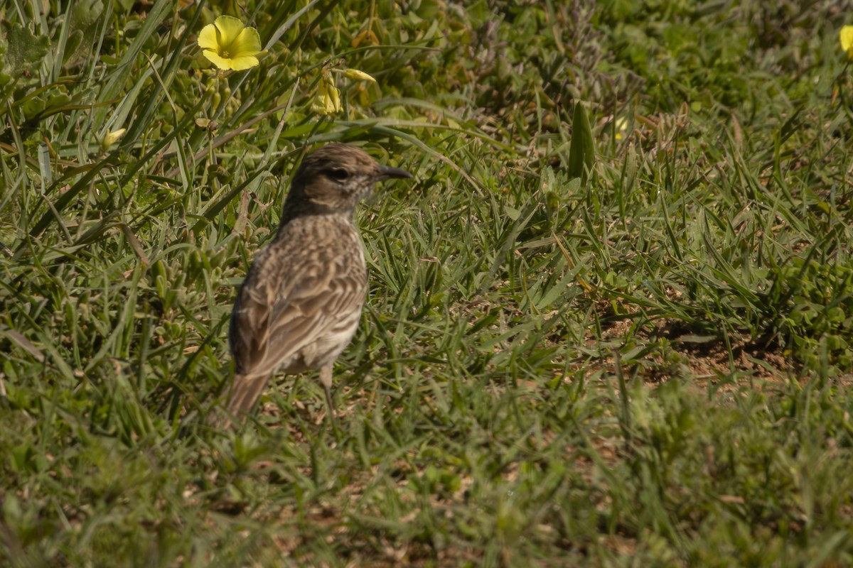 Karoo Lark - Antonio Rodriguez-Sinovas