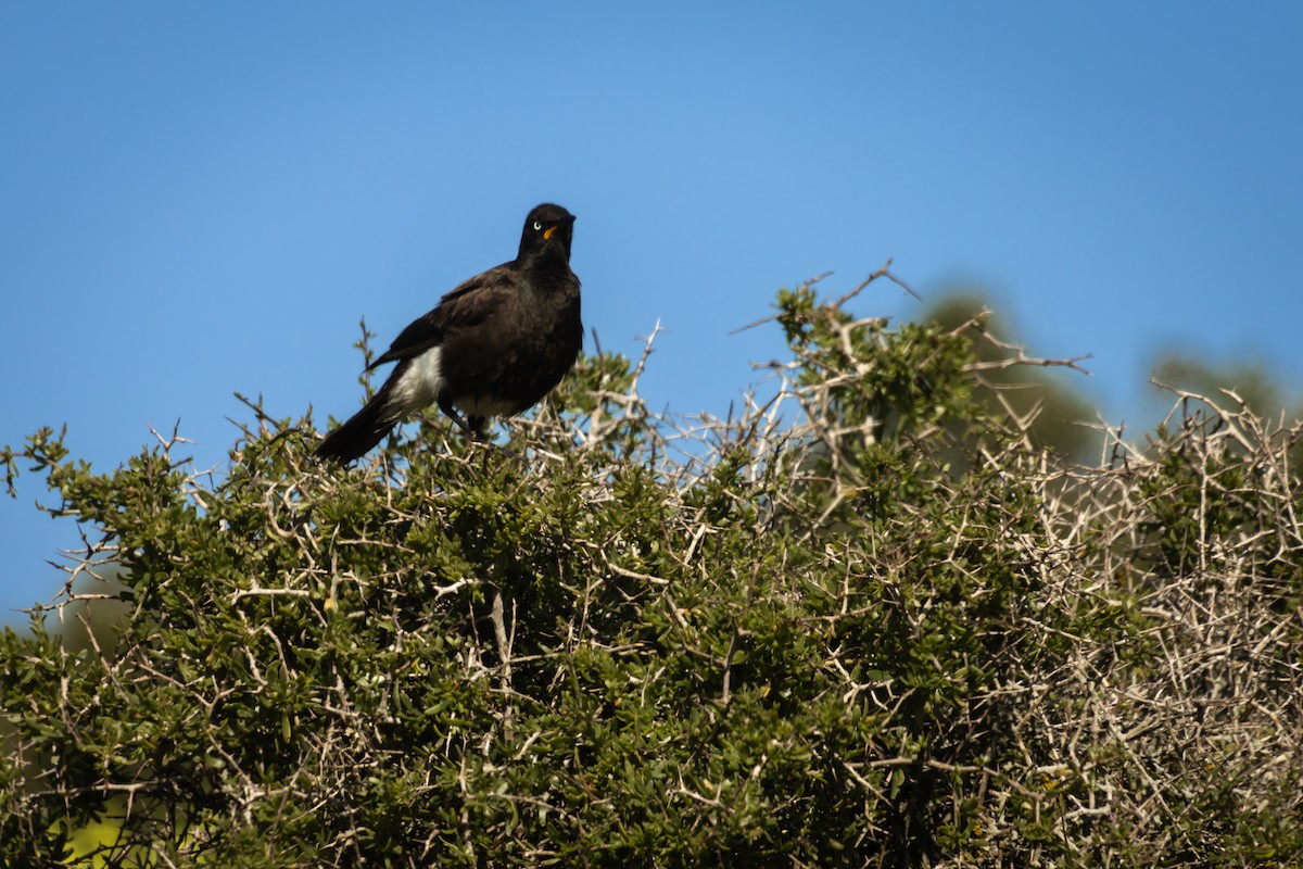 African Pied Starling - Antonio Rodriguez-Sinovas