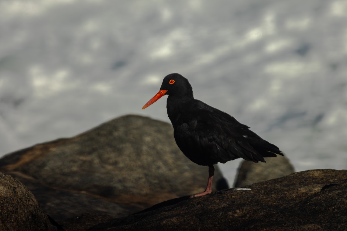African Oystercatcher - Antonio Rodriguez-Sinovas