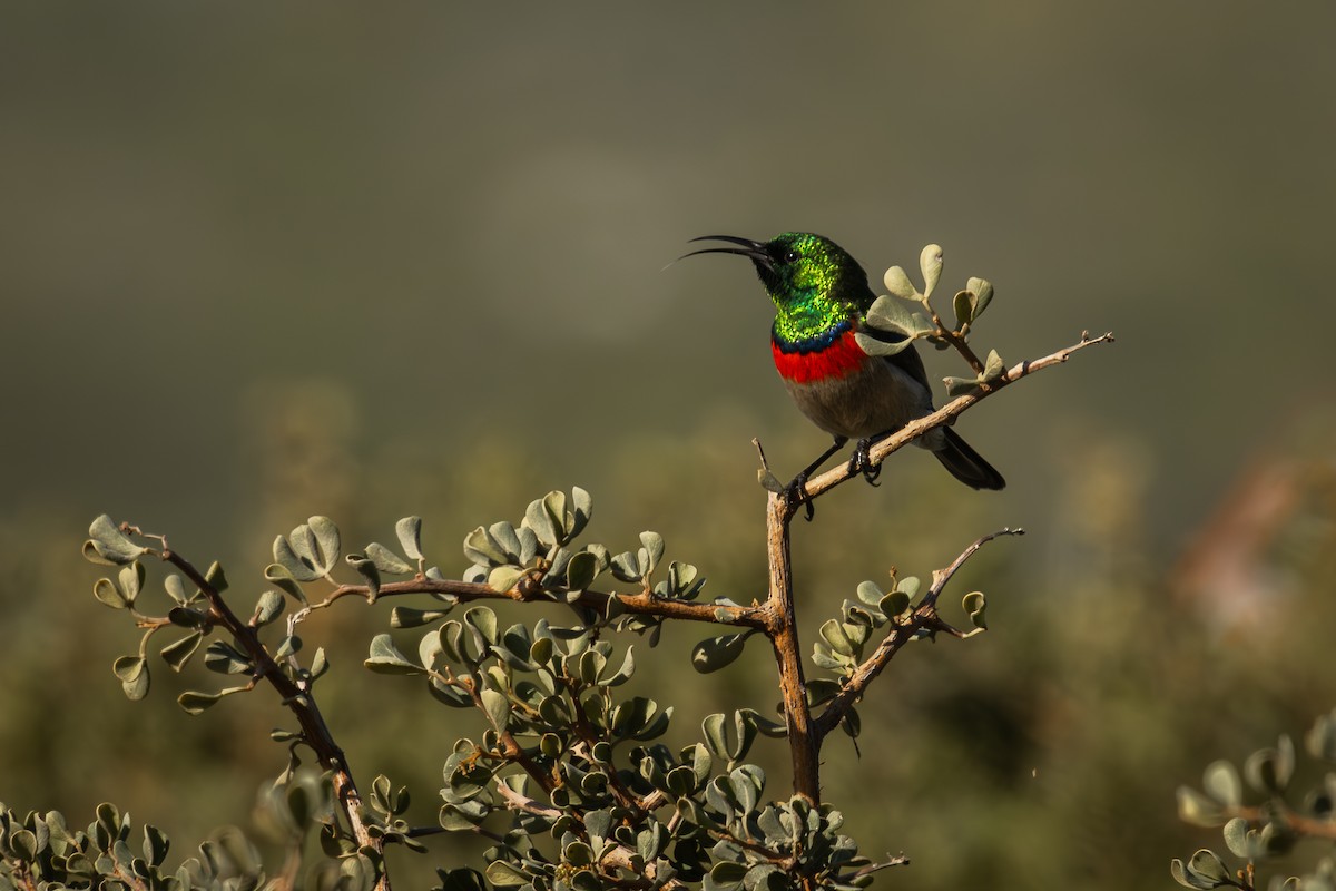 Southern Double-collared Sunbird - Antonio Rodriguez-Sinovas