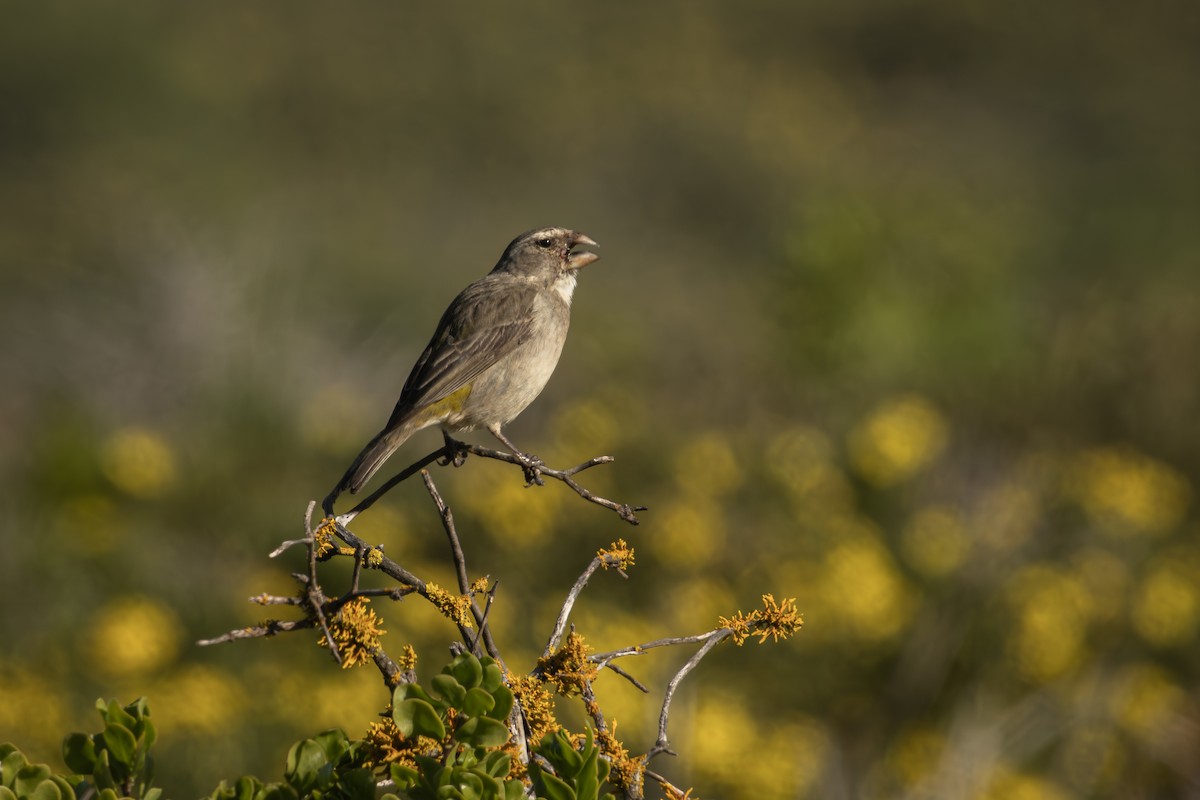 White-throated Canary - Antonio Rodriguez-Sinovas