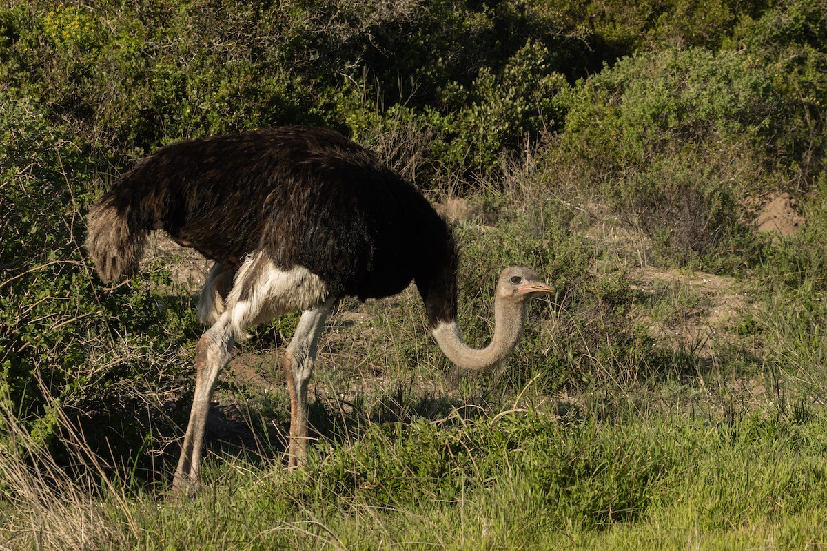 Common Ostrich - Antonio Rodriguez-Sinovas