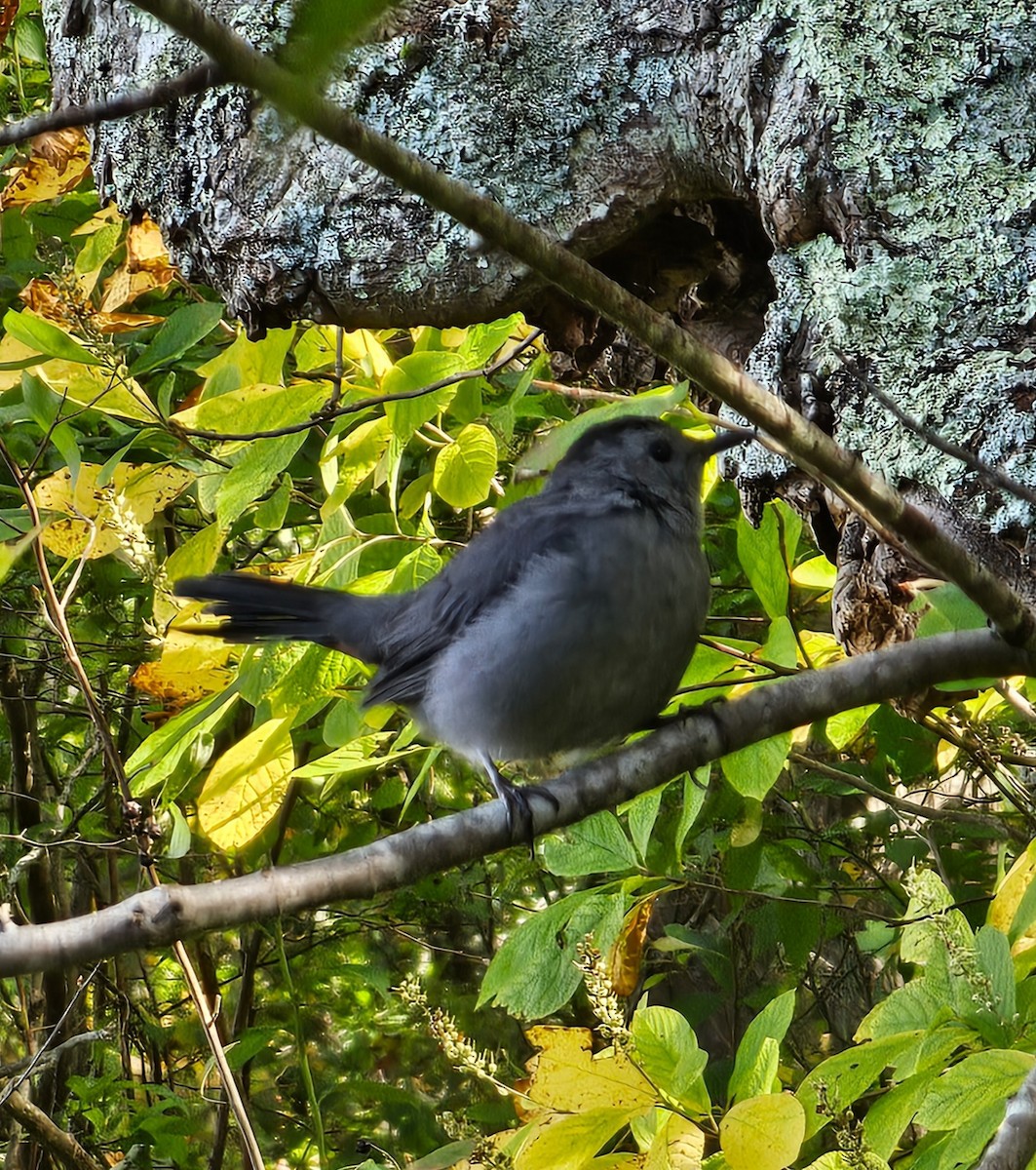 Gray Catbird - ML624730000