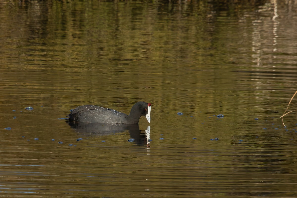 Red-knobbed Coot - Antonio Rodriguez-Sinovas