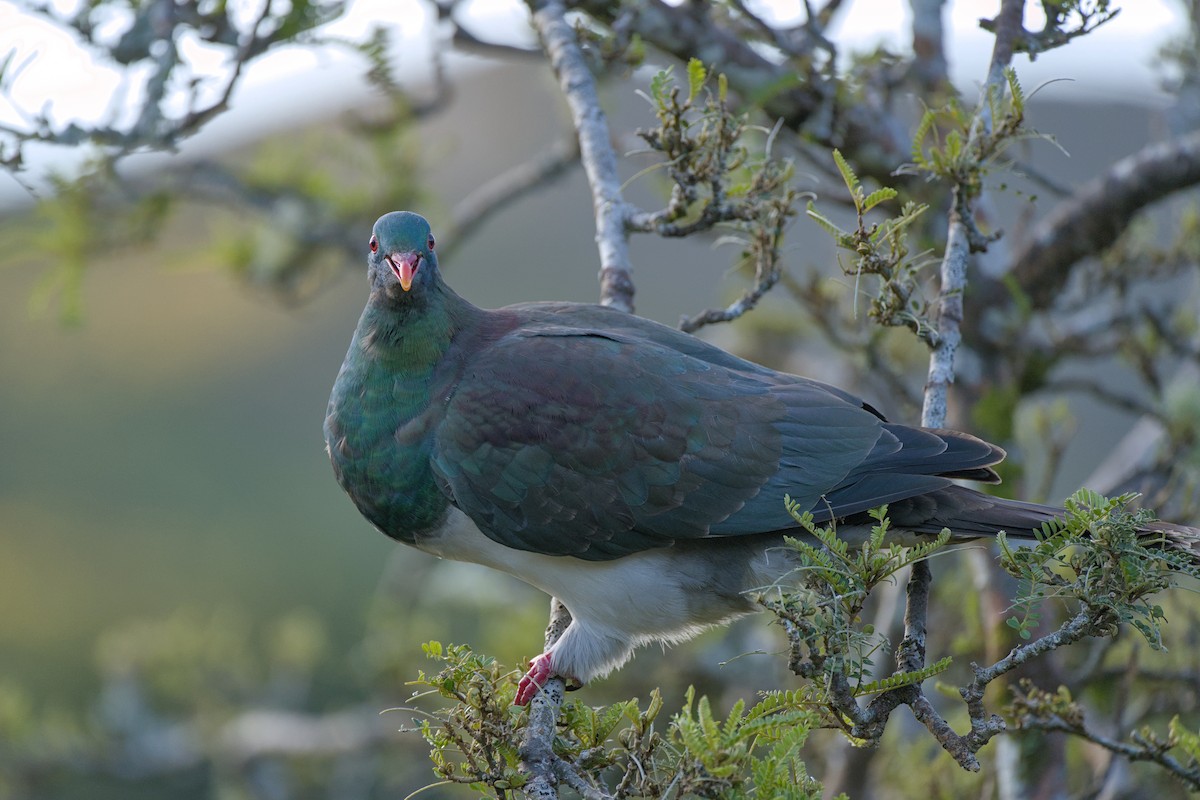 New Zealand Pigeon - Christopher Tuffley